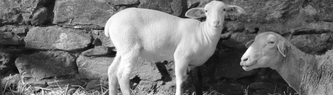 La Bergerie - La Bergerie de Piero et Mano - Ferme paysanne en brebis laitières - Fromages et yaourts de brebis - Agriculture biologique AB - Monts du lyonnais - Rhône