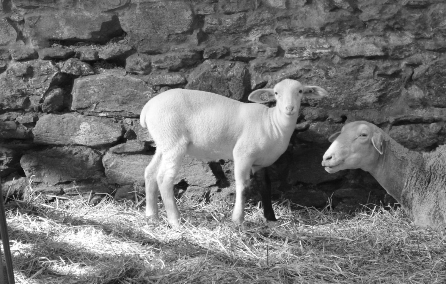 La Bergerie La bergerie de Piero et Mano